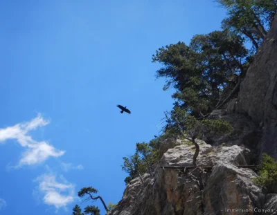 Aigles dans le vallon des Acles